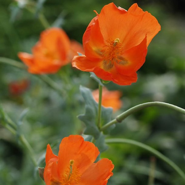 Hornskulpe, Strand-, orange <br><i>Glaucium flavum fa fulvum </i>
