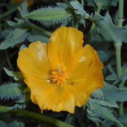 Hornskulpe, Strand-, <br>gul <br><i>Glaucium flavum </i>