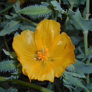 Hornskulpe, Strand-, <br>gul <br><i>Glaucium flavum </i>