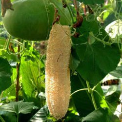 Luffa, loofah <br><i>Luffa aegyptiaca/ Luffa cylindrica</i>