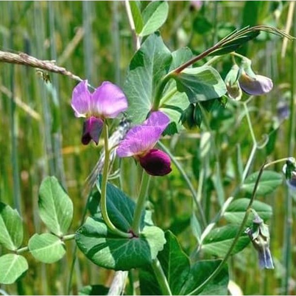 �rt, Gr�- <br>'Sirius' <br><i>Pisum sativum</i>