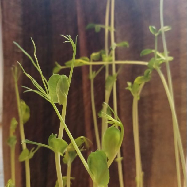 �rt, Gr�- <br>'Sirius' <br><i>Pisum sativum</i>