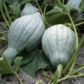 Grskar <br>'Blue Hubbard'<br><i>Cucurbita maxima</i>