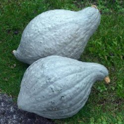 Grskar <br>'Blue Hubbard'<br><i>Cucurbita maxima</i>