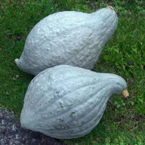 Grskar <br>'Blue Hubbard'<br><i>Cucurbita maxima</i>
