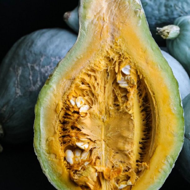 Grskar <br>'Blue Hubbard'<br><i>Cucurbita maxima</i>