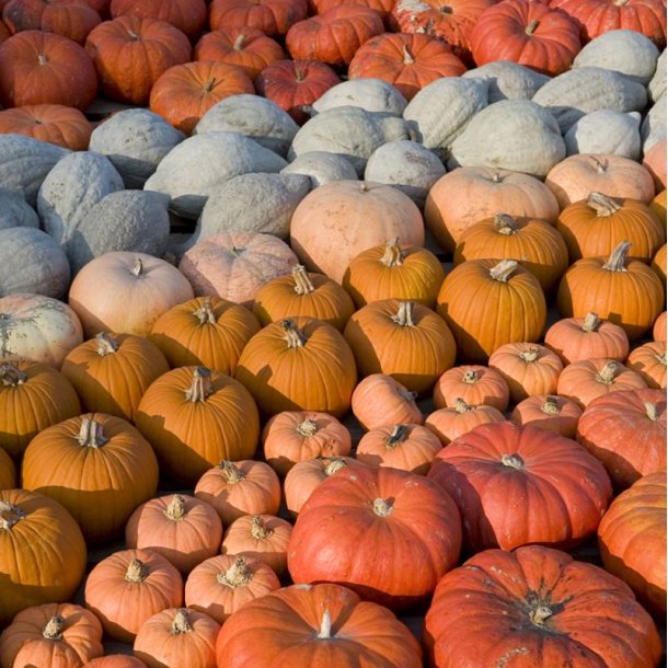 Gr�skar �Mix� <br><i>Cucurbita maxima/pepo/ moschata/ ficifolia</i>