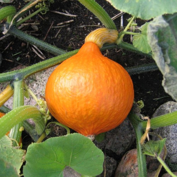 Gr�skar �Mix� <br><i>Cucurbita maxima/pepo/ moschata/ ficifolia</i>