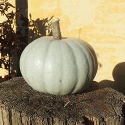 Gr�skar �Mix� <br><i>Cucurbita maxima/pepo/ moschata/ ficifolia</i>