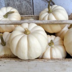 Gr�skar �Mix� <br><i>Cucurbita maxima/pepo/ moschata/ ficifolia</i>