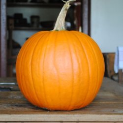 Gr�skar �Mix� <br><i>Cucurbita maxima/pepo/ moschata/ ficifolia</i>