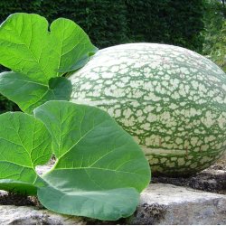 Gr�skar �Mix� <br><i>Cucurbita maxima/pepo/ moschata/ ficifolia</i>