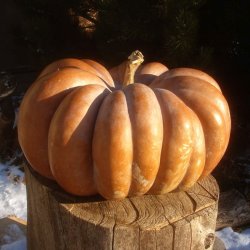 Gr�skar �Mix� <br><i>Cucurbita maxima/pepo/ moschata/ ficifolia</i>