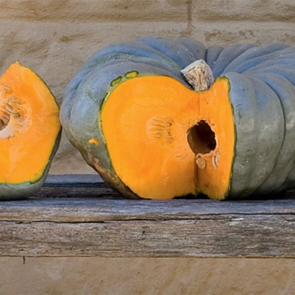 Gr�skar �Mix� <br><i>Cucurbita maxima/pepo/ moschata/ ficifolia</i>