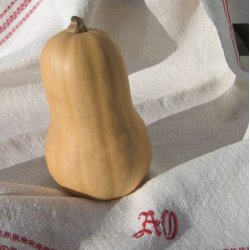 Gr�skar �Mix� <br><i>Cucurbita maxima/pepo/ moschata/ ficifolia</i>
