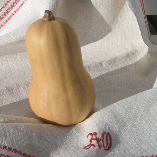 Gr�skar �Mix� <br><i>Cucurbita maxima/pepo/ moschata/ ficifolia</i>