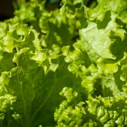 Salat <br>'Grand Rapids' <br><i>Lactuca sativa L.</i>