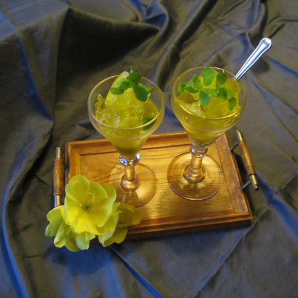 Natlys, <br>torig <br><i>Oenothera biennis </i>