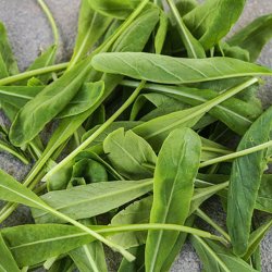 Mibuna <br><i>Brassica rapa <br>var. japonica</i>