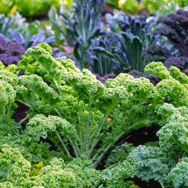 Grnkl <br>'Halvhj kruset'<br><i>Brassica oleracea var. sabellica</i>