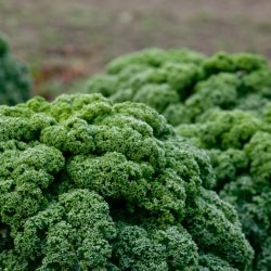 Grnkl <br>'Halvhj kruset'<br><i>Brassica oleracea var. sabellica</i>