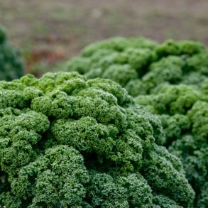 Grnkl <br>'Halvhj kruset'<br><i>Brassica oleracea var. sabellica</i>