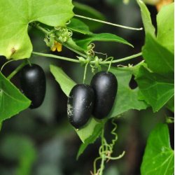 Agurk, Guadeloupe- <br>'Creeping cucumber' <br><i>Melothria pendula </i>   