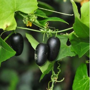 Agurk, Guadeloupe- <br>'Creeping cucumber' <br><i>Melothria pendula </i>   