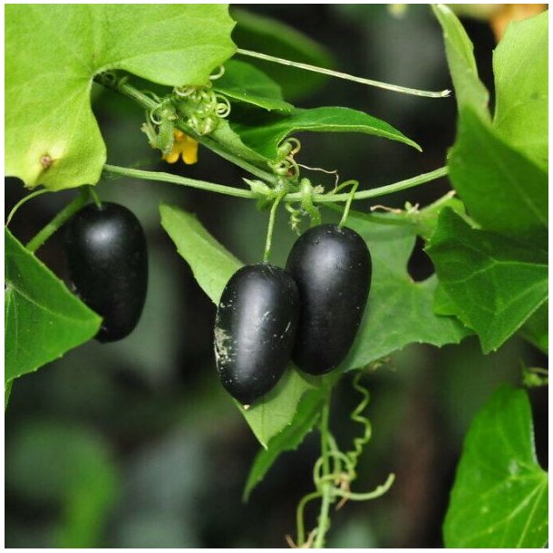 Agurk, Guadeloupe- <br>'Creeping cucumber' <br><i>Melothria pendula </i>   