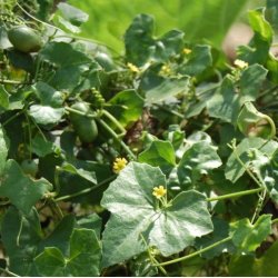 Agurk, Guadeloupe- <br>'Creeping cucumber' <br><i>Melothria pendula </i>   