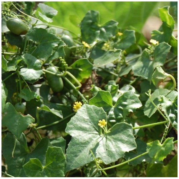 Agurk, Guadeloupe- <br>'Creeping cucumber' <br><i>Melothria pendula </i>   