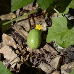 Agurk, Guadeloupe- <br>'Creeping cucumber' <br><i>Melothria pendula </i>   