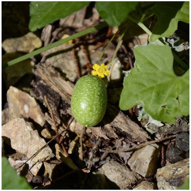 Agurk, Guadeloupe- <br>'Creeping cucumber' <br><i>Melothria pendula </i>   