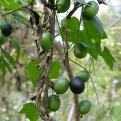 Agurk, Guadeloupe- <br>'Creeping cucumber' <br><i>Melothria pendula </i>   