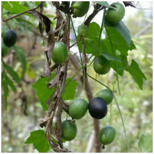 Agurk, Guadeloupe- <br>'Creeping cucumber' <br><i>Melothria pendula </i>   