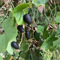 Agurk, Guadeloupe- <br>'Creeping cucumber' <br><i>Melothria pendula </i>   
