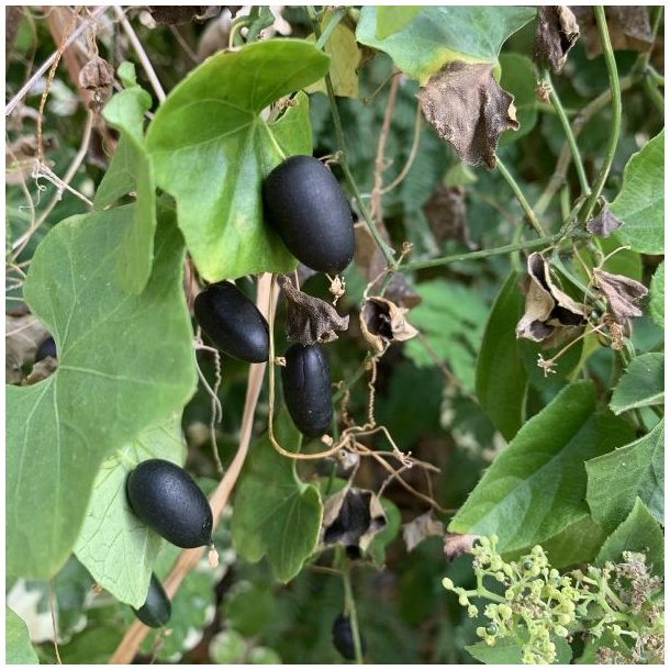 Agurk, Guadeloupe- <br>'Creeping cucumber' <br><i>Melothria pendula </i>   