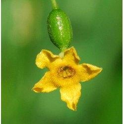Agurk, Guadeloupe- <br>'Creeping cucumber' <br><i>Melothria pendula </i>   