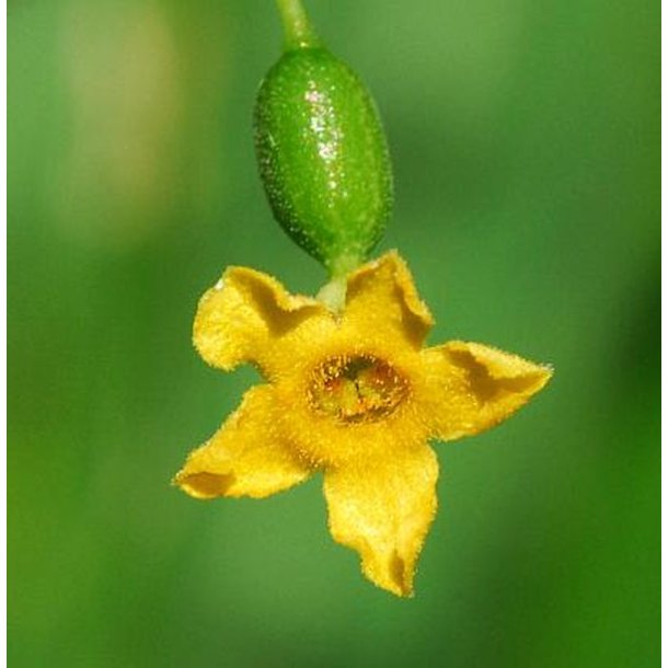 Agurk, Guadeloupe- <br>'Creeping cucumber' <br><i>Melothria pendula </i>   