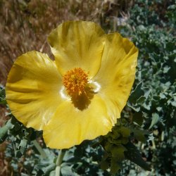 Hornskulpe, Strand-, <br>gul <br><i>Glaucium flavum </i>