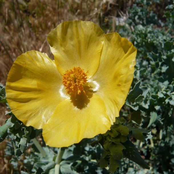 Hornskulpe, Strand-, <br>gul <br><i>Glaucium flavum </i>