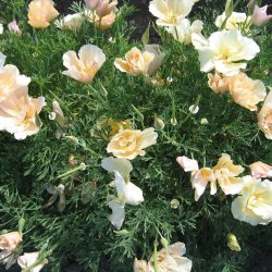 Guldvalmue <br>'Pink Champagne'<br><i>Eschscholzia californica</i>