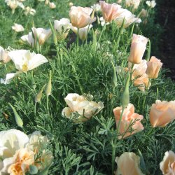 Guldvalmue <br>'Pink Champagne'<br><i>Eschscholzia californica</i>