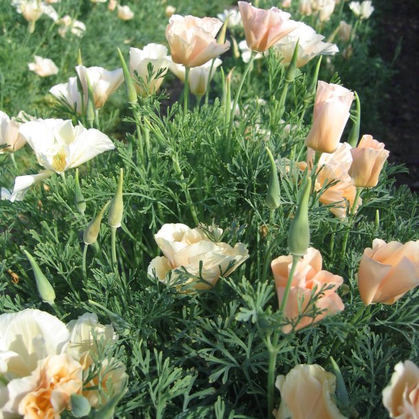 Guldvalmue <br>'Pink Champagne'<br><i>Eschscholzia californica</i>