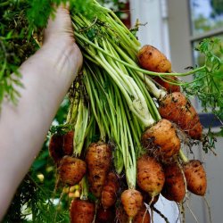 Gulerod <br>'Gurande <br><i>Daucus carota var. sativus</i>