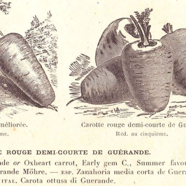 Gulerod <br>'Gurande <br><i>Daucus carota var. sativus</i>