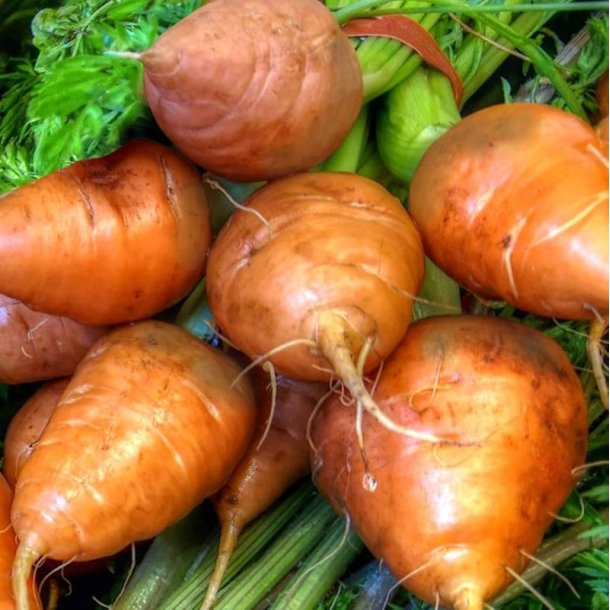 Gulerod <br>'Gurande <br><i>Daucus carota var. sativus</i>