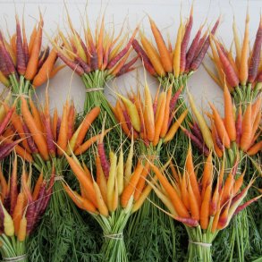 Gulerod <br>'Mix' <br><i>Daucus carota var. sativus</i>