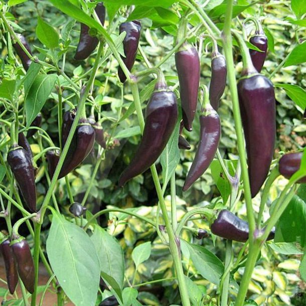 Chili <br>'Gusto Purple' F1 <br><i>Capsicum annuum</i>