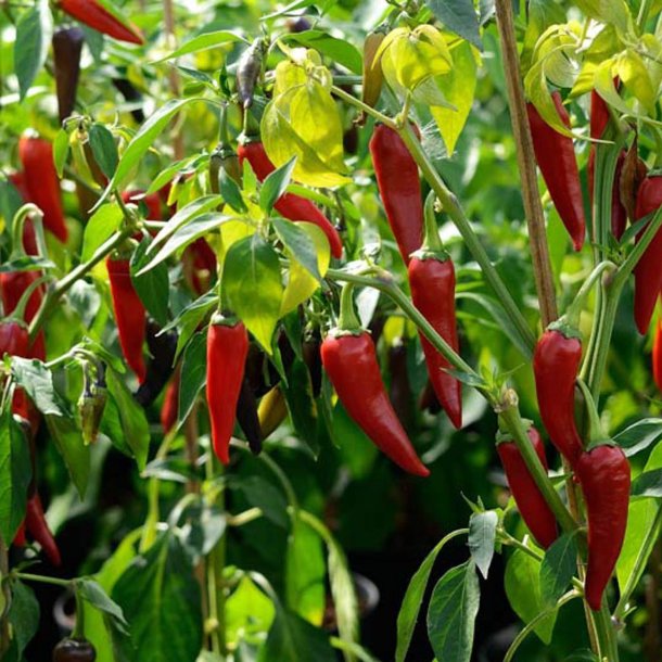 Chili <br>'Gusto Purple' F1 <br><i>Capsicum annuum</i>